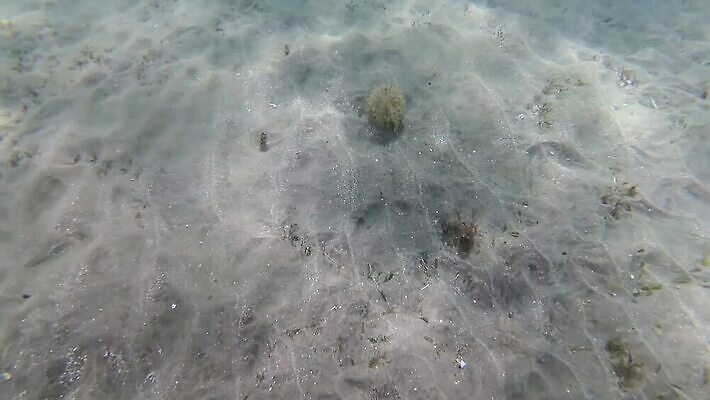 동물 야생동물 바다 컬러 백그라운드 태국 자연 이집트 어류 사람없음 물 파란색 컬러풀 바닷속 수중 수영 산호 산호초 잠수부 오징어 다이빙 소금 암초 홍해 해파리 깊이 세피아 이국적 파라오 MP4 해외동영상 클립영상 자연요소 아시아 아프리카 연체동물 촬영기법 수중동물 수상스포츠 수중식물 자포동물 전문직 생태계 동영상 수중스포츠 파일형식