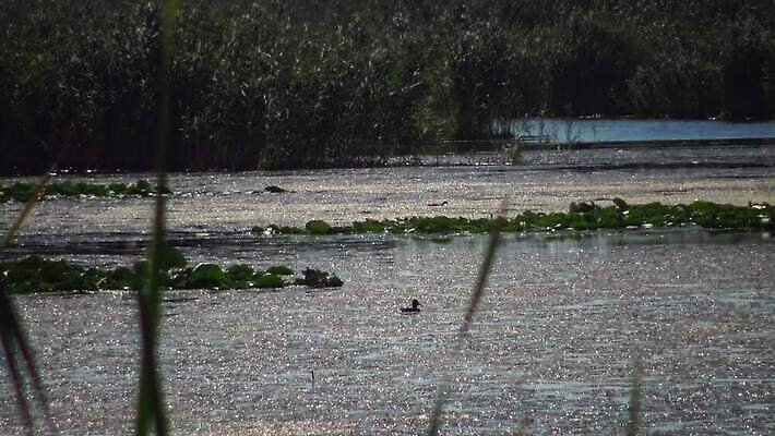 동물 호수 야생동물 바다 컬러 날개 자연 조류 하늘 오리 풍경 사람없음 야외 초록색 물 파란색 검은색 수영 봄 흰색 그룹 잠수부 왜가리 깃털 부리 서식지 다뉴브강 동물상 4K MP4 해외동영상 클립영상 자연요소 계절 조형물 수상스포츠 전문직 생태계 동영상 파일형식