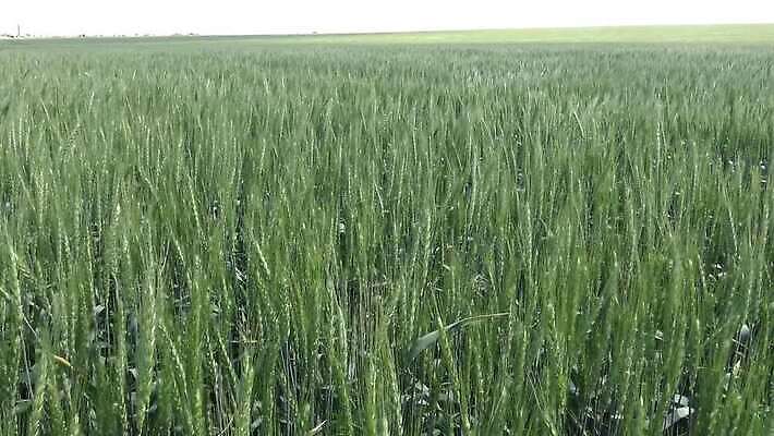 식물 계절 밭 농업 자연 하늘 옥수수 풍경 사람없음 야외 초록색 여름 파란색 농작물 태양 농장 노란색 일출 일몰 봄 성장 시골 낟알 땅 밀 장면 스카이라인 내추럴 밭일 4K MP4 해외동영상 클립영상 자연요소 산업 컬러 곡류 노을 생태계 동영상 파일형식