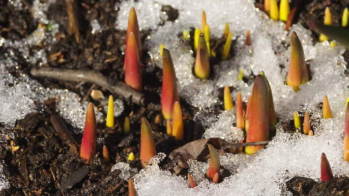 식물 계절 백그라운드 겨울 밭 자연 날씨 따뜻함 초원 사람없음 야외 초록색 물 빛 태양 새싹 냉동 얼음 봄 흰색 녹음 닫기 시원함 땅 유기농 서리 내추럴 4K MOV 해외동영상 클립영상 자연요소 웰빙 컬러 농업 모션 기록 생태계 동영상 파일형식