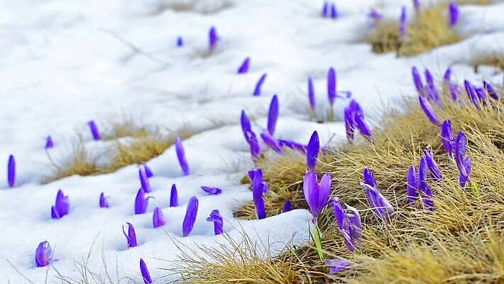 식물 계절 꽃 백그라운드 이동 잎 겨울 자연 새로움 사람없음 초록색 보라색 얼음 봄 추위 성장 벚꽃 흰색 닫기 4월 북극 속도 서리 사프란 헌병 생존 HD MOV 해외동영상 클립영상 자연요소 컬러 컨셉 모션 군인 날짜 극지방 향신료 생태계 동영상 파일형식