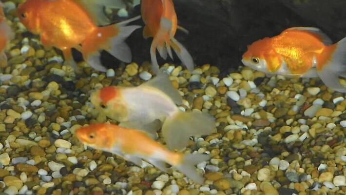 동물 호수 야생동물 컬러 백그라운드 컨셉 오렌지 모션 자연 유리 어류 사람없음 빨간색 초록색 물 파란색 빛 반려동물 컬러풀 노란색 검은색 수중 수영 희망 거품 자유 흰색 연못 신선 액체 황금 작음 어항 아래 꼬리 금붕어 지느러미 암초 내추럴 고립 민물 MOV 해외동영상 클립영상 자연요소 감정 과일 재질 수중동물 수상스포츠 크기 방향 생태계 위치 동영상 파일형식