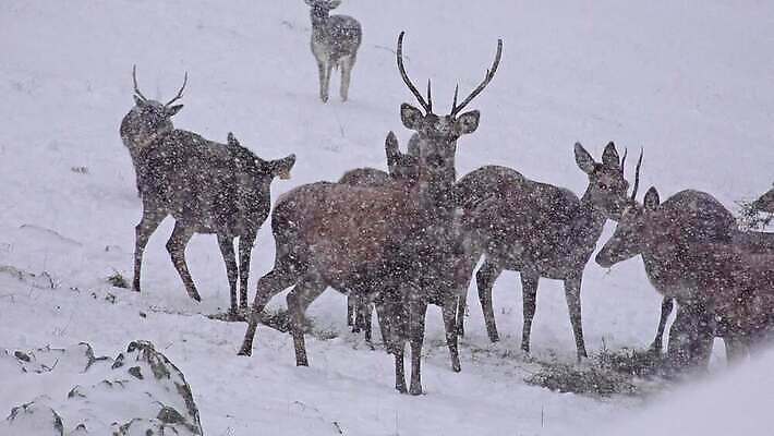 동물 계절 공원 남자 야생동물 겨울 포유류 자연 사슴 뿔 서기 풍경 사람없음 빨간색 달러 골짜기 추위 가을 흰색 황무지 군중 숲 방목 바퀴자국 사파리 꼬리 사냥 장면 눈보라 산악지대 웅장함 투쟁 4K HD MP4 해외동영상 클립영상 공공시설 컬러 돈 자국 모션 산 눈_날씨 사람 축산업 생태계 동영상 파일형식