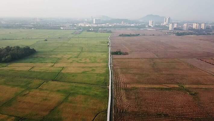 식물 컬러 농업 자연 하늘 풍경 사람없음 야외 초록색 파란색 농작물 농장 농경지 갈색 노란색 일출 농사 침묵 수확 시골 땅 코코넛 내추럴 논밭 밭일 4K MOV 해외동영상 클립영상 산업 밭 과일 논 노을 소리 생태계 동영상 파일형식