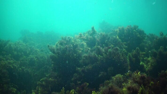 식물 동물 야생동물 바다 자연 사람없음 초록색 물 환경 바닷속 수중 해조류 생물학 광합성 산화 생태학 4K 수중영상 MP4 해외동영상 클립영상 자연요소 교육 컬러 해양식물 생태계 동영상 파일형식