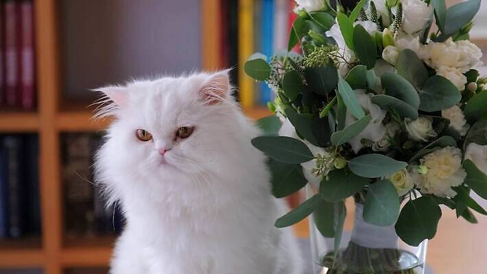 응시 꽃 탁자 사람없음 꽃병 고양이 4K MOV 해외동영상 클립영상 식물 시선 가구 포유류 반려동물 동영상 파일형식