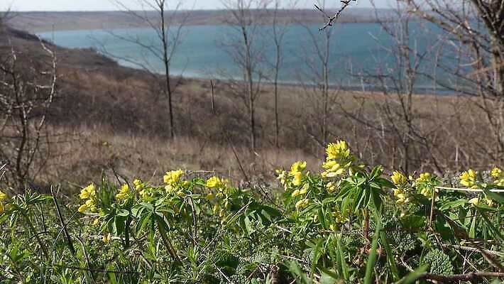 식물 계절 꽃 컬러 백그라운드 꽃무늬 봄꽃 자연 취미 사람없음 초록색 노란색 정원 봄 벚꽃 개화 약초 속도 내추럴 헌병 4K MP4 해외동영상 클립영상 무늬 군인 풀_식물 생태계 동영상 파일형식