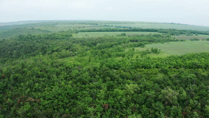나무 식물 도로 여행 백그라운드 잎 자연 안테나 사람없음 야외 목재 초록색 환경 시골 황무지 보호 정상 숲 땅 질감 내추럴 항공촬영 드론 삼림지대 4K MOV 해외동영상 클립영상 길 뷰포인트 컬러 컨셉 재료 통신 교통시설 생태계 동영상 파일형식