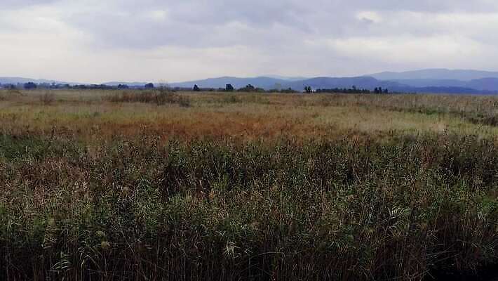 나무 식물 계절 잎 자연 하늘 안테나 사람없음 야외 초록색 물 환경 안개 만 습지 지중해 관목 언덕 흔들림 서식지 창백 드론 파스텔톤 4K MP4 해외동영상 클립영상 자연요소 바다 컬러 통신 모션 날씨 생태계 동영상 파일형식
