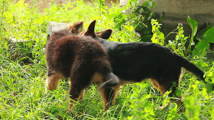 동물 척추동물 새끼 포유류 가족 털 독일 앉기 사람없음 반려동물 머리 검은색 우정 쌍 양치기 경찰 개 강아지 보호 작음 모피 보안 송곳니 기르기 유래 경비견 순혈 MOV 해외동영상 클립영상 직업 유럽 컬러 컨셉 관계 모션 안전 신체부위 친구 치아 크기 동영상 돌봄 파일형식
