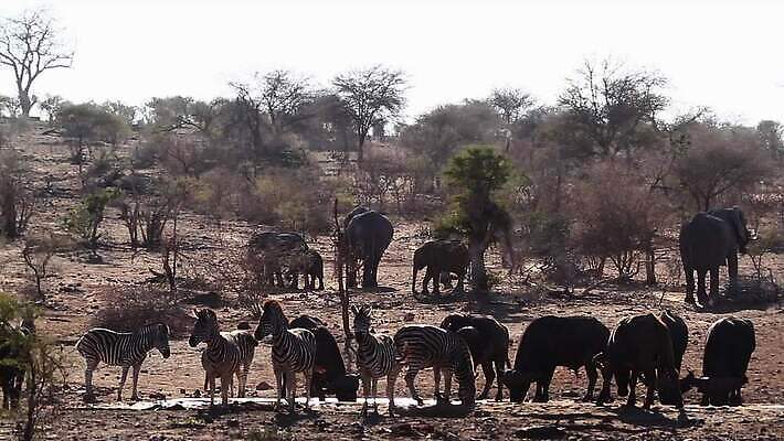 동물 야생동물 포유류 아프리카 자연 코끼리 국립공원 풍경 사람없음 마시기 그룹 황무지 보호 군중 사파리 서식지 남아프리카 보츠와나 보호구역 사바나 크루거 MOV 해외동영상 클립영상 공원 나라 컨셉 모션 사람 생태계 동영상 남아프리카공화국 구역 파일형식