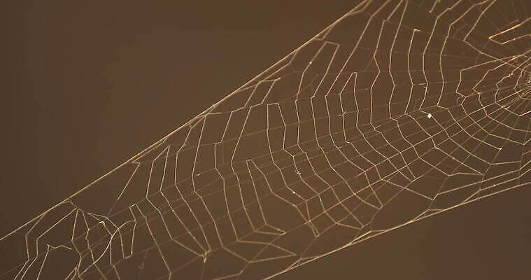 모양 나무 동물 디자인 벽 곤충 백그라운드 패턴 창문 자연 추상 주택 실내 사람없음 장식 환경 디지털 웹 젖음 수확 안개 실 닫기 유령 거미줄 질감 거미 낭비 모기 블러 호러 흉터 4K MOV 해외동영상 클립영상 식물 컨셉 무늬 농업 인터넷 모션 날씨 내부 건물 해충 상처 생태계 공포 동영상 파일형식