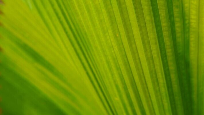 식물 공원 벽 컬러 백그라운드 컨셉 잎 패턴 오렌지 자연 표면 따뜻함 손바닥 미술 동양인 사람없음 장식 초록색 여름 컬러풀 햇빛 뷰티 우주 정원 봄 수확 바위 나뭇가지 신선 뜨거움 묘사 질감 복고 시멘트 내추럴 강렬 그런지 엘리먼트 이국적 스타일 MOV 해외동영상 클립영상 나무 손 계절 공공시설 무늬 농업 과일 문화예술 인종 태양 돌_바위 생태계 동영상 파일형식