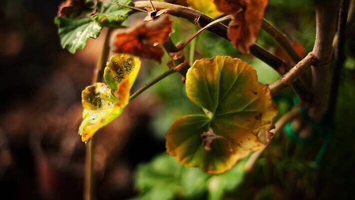 식물 공원 꽃 음식 백그라운드 잎 밭 자연 날리기 바람 사람 잔디 사람없음 야외 초록색 빛 환경 봄 활발 젖음 성장 신선 칼날 허브 질감 내추럴 제라늄 크로마키 4K MP4 해외동영상 클립영상 자연요소 계절 공공시설 컬러 컨셉 농업 모션 날씨 생태계 동영상 파일형식