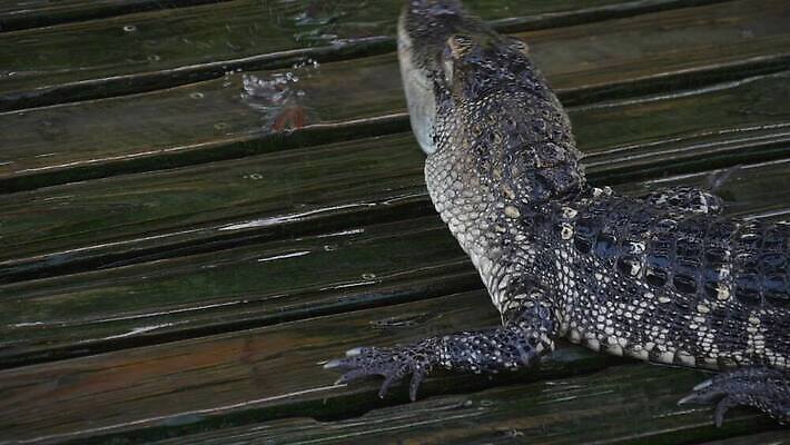 응시 공원 파충류 휴식 동물원 양서류 사람없음 여름 강 태양 농장 머리 미국 연못 입 닫기 치아 습지 위험 큼 피부 사냥 육식동물 악어 내추럴 기어가기 동물상 마이애미 생태학 전국 많음 플로리다 MOV 해외동영상 클립영상 자연요소 동물 시선 계절 공공시설 교육 컨셉 북아메리카 농업 모션 신체부위 조형물 소화기관 크기 동영상 파일형식