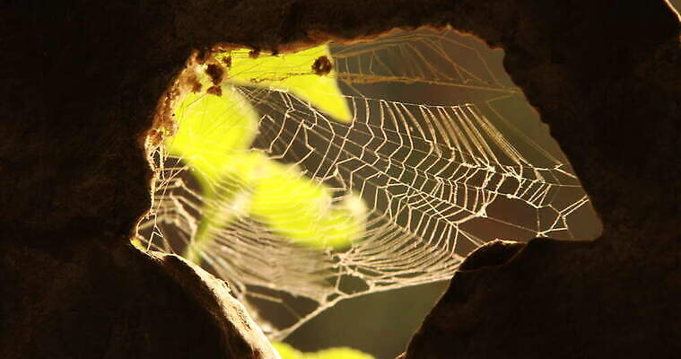 모양 나무 동물 디자인 벽 곤충 백그라운드 패턴 창문 자연 추상 주택 실내 사람없음 장식 환경 디지털 웹 젖음 수확 안개 실 닫기 유령 거미줄 질감 거미 낭비 모기 블러 호러 흉터 4K MOV 해외동영상 클립영상 식물 컨셉 무늬 농업 인터넷 모션 날씨 내부 건물 해충 상처 생태계 공포 동영상 파일형식