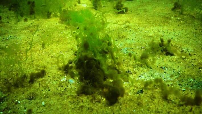 식물 바다 자연 사람없음 초록색 환경 바닷속 수중 해조류 생태계 생물학 광합성 산화 생태학 소금물 4K 수중영상 MP4 해외동영상 클립영상 교육 컬러 해양식물 동영상 파일형식