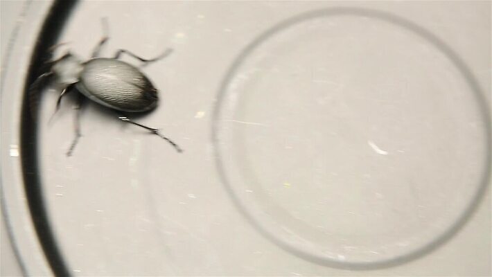 곤충 안테나 사람없음 금속 정원 딱정벌레 거짓말 고립 포식 MOV 해외동영상 클립영상 동물 통신 재질 동영상 파일형식