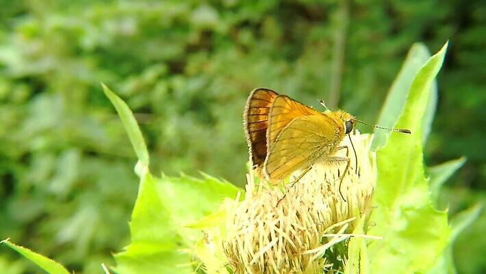 동물 꽃 야생동물 나비 곤충 백그라운드 날개 가족 자연 바람 독일 사람없음 초록색 여름 빛 햇빛 갈색 환경 활발 꿀 엉겅퀴 동물상 HD MP4 해외동영상 클립영상 자연요소 식물 계절 유럽 컬러 컨셉 관계 날씨 태양 조형물 생태계 동영상 파일형식
