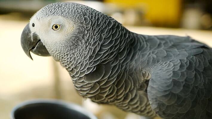 동물 척추동물 응시 야생동물 백그라운드 날개 장난 아프리카 자연 조류 동물원 대화 사람없음 야외 반려동물 컬러풀 머리 검은색 회색 흰색 작음 깃털 부리 앵무새 새장 멸종 노려봄 고립 동물상 동반자 이국적 잉꼬 지능 콩고 MOV 해외동영상 클립영상 시선 나라 컬러 표정 말하기 신체부위 조형물 크기 생태계 동영상 케이지 파일형식