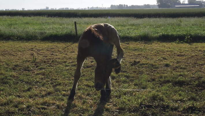 식물 동물 포유류 자연 하늘 서기 사람없음 울타리 햇빛 태양 평화 시골 승마 네덜란드 호기심 망아지 동물상 4K MOV 해외동영상 클립영상 자연요소 감정 유럽 새끼 스포츠 컨셉 모션 담장 조형물 말_동물 생태계 동영상 파일형식