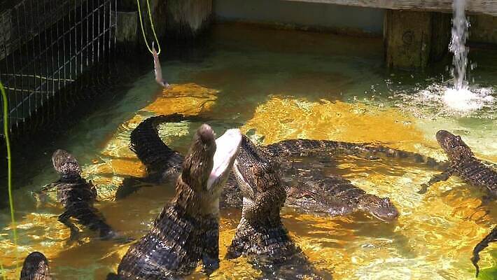 동물 응시 공원 파충류 모션 양서류 어류 사람없음 농장 머리 환경 점프 잡기 치아 위험 먹이 박수 배고픔 육식동물 악어 느림 턱 기어가기 전국 많음 플로리다 MOV 해외동영상 슬로모션 클립영상 시선 공공시설 컨셉 농업 촬영기법 손짓 신체부위 미국 수중동물 소화기관 동영상 파일형식