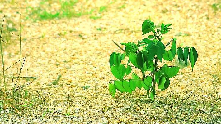 나무 식물 지구 모래 백그라운드 컨셉 잎 패턴 자연 표면 건조 사람없음 초록색 여름 환경 정원 희망 힘 흙 봄 사막 도전 성장 신선 뜨거움 거친 균열 작음 땅 묘사 싱글 원예 질감 기회 먼지 점토 진흙 가뭄 리빙 내추럴 개발 땅바닥 생존 MP4 해외동영상 클립영상 계절 감정 컬러 무늬 모션 날씨 바닥 취미 크기 생태계 동영상 파일형식