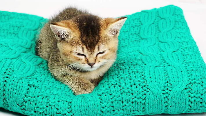 동물 얼굴 장난 포유류 휴식 영국 털 실내 사람없음 반려동물 귀여움 고양이 회색 흰색 잠 작음 모피 솜털 거짓말 기르기 직진 스코틀랜드 4K 순혈 MOV 해외동영상 클립영상 유럽 컬러 컨셉 내부 신체부위 크기 동영상 돌봄 파일형식