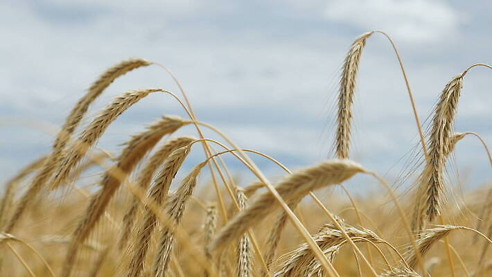 농업 자연 사람없음 야외 밀 4K MOV 해외동영상 클립영상 산업 곡류 생태계 동영상 파일형식