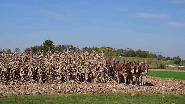 식물 동물 구름 모자 컬러 여행 밭 농업 자연 하늘 옥수수 사람 풍경 사람없음 야외 초록색 파란색 농작물 농장 농경지 미국 수확 가을 시골 신선 농부 땅 유기농 마차 내추럴 밭일 4K MOV 해외동영상 클립영상 자연요소 직업 웰빙 잡화 계절 산업 교통수단 북아메리카 곡류 생태계 동영상 파일형식