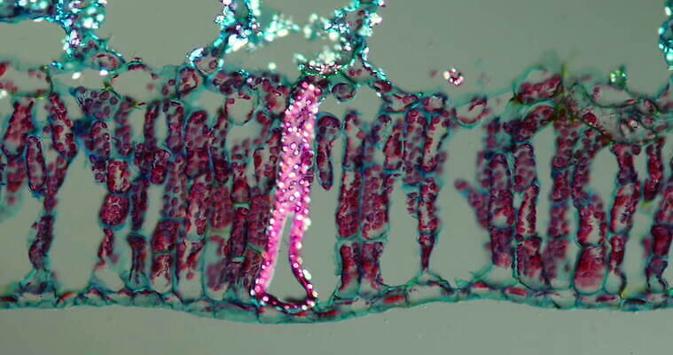 식물 꽃 과학 이동 패턴 세포 연꽃 사람없음 빨간색 초록색 파란색 시험 성장 조직 횡단보도 확대 떠남 지원 4K 현미경관찰 MOV 해외동영상 클립영상 교육 컬러 컨셉 무늬 모션 관찰 보행로 동영상 파일형식