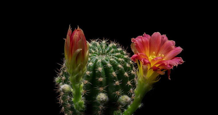 식물 계절 꽃잎 꽃 컬러 꽃다발 꽃무늬 모션 자연 선인장 사람없음 장식 가로 컬러풀 뷰티 봄 펼침 낭만 성장 신선 오픈 개화 변화 속도 동영상 생존 4K 타임랩스 MOV 해외동영상 클립영상 컨셉 무늬 촬영기법 생태계 파일형식