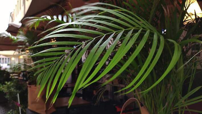 식물 1 여자 꽃잎 꽃 컬러 꽃다발 비즈니스 사업가 통신 창조 사람없음 초록색 상점 봄 터치 성장 흰색 도시 시장 모서리 우아함 닫기 선택 구매 꽃집 배송 순수 묘사 화단 지역 소매 제어 편지쓰기 유일 견습생 4K MP4 해외동영상 클립영상 직업 계절 컨셉 모션 사람 쇼핑 기록 편지 동영상 파일형식