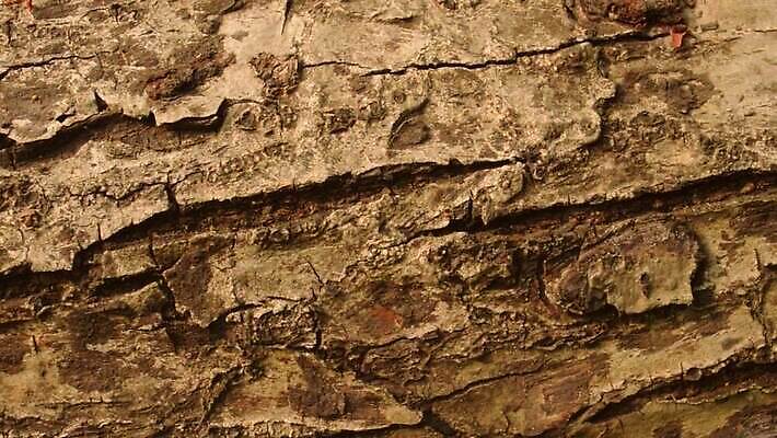 나무 식물 디자인 벽 백그라운드 자연 벽지 표면 날씨 건조 건설업 사람없음 목재 장식 환경 페인트 수확 골동품 소나무 거친 피부 유기농 목공예 나무껍질 시들음 지질학 콘크리트 비어있는 MP4 해외동영상 클립영상 웰빙 교육 산업 농업 재료 신체부위 껍질 공예 생태계 동영상 파일형식