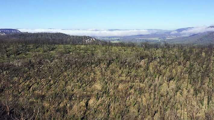 나무 구름 여행 자연 하늘 불 날씨 산 건조 안테나 풍경 사람없음 야외 초록색 여름 파란색 햇빛 갈색 환경 계곡 검은색 뜨거움 호주 숲 땅 언덕 암초 가뭄 동영상 드론 치유 4K MP4 해외동영상 클립영상 자연요소 식물 계절 컬러 통신 태양 오세아니아 생태계 파일형식