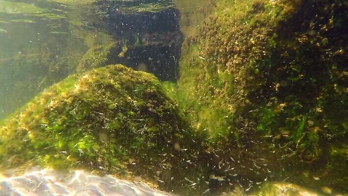 바다 어류 사람없음 수중 행운 해조류 멸종 폴란드 발트해 많음 HD MP4 해외동영상 클립영상 유럽 컨셉 북유럽 수중동물 해양식물 동영상 파일형식