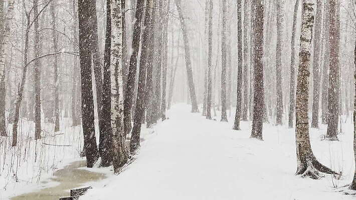 나무 계절 공원 줄기 백그라운드 겨울 자연 하늘 아침 풍경 사람없음 야외 목재 빛 뷰티 걷기 맑음 냉동 얼음 추위 가을 흰색 녹음 소나무 숲 가루 서리 러시아 침엽수 눈보라 내추럴 벌거벗은 폭설 눈내림 겨울풍경 4K MOV 해외동영상 슬로모션 클립영상 주간 자연요소 식물 공공시설 유럽 컬러 재료 모션 날씨 눈_날씨 촬영기법 기록 자연재해 생태계 동영상 파일형식