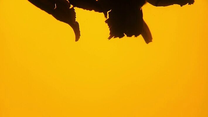 음료 백그라운드 잎 모션 유리 사람없음 옆모습 초록색 흐름 신선 시간 뜨거움 항아리 액체 닫기 냄비 컨테이너 찻주전자 가득함 준비 회전 함선 각도 느림 양조 우롱차 투입 MOV 해외동영상 클립영상 식물 산업 뷰포인트 컬러 컨셉 배_교통 재질 주전자 차_음료 도자기 솥 동영상 파일형식