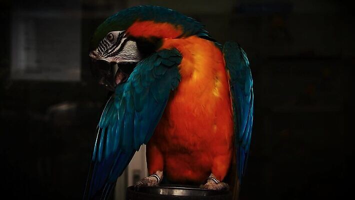 아시아 야생동물 비즈니스 태국 조류 종류 사람없음 뷰티 판매 어둠 활발 슬픔 학대 사회이슈 깃털 방콕 상업 멸종 동물상 이국적 착취 HD MP4 해외동영상 클립영상 동물 감정 나라 컨셉 조형물 동영상 파일형식