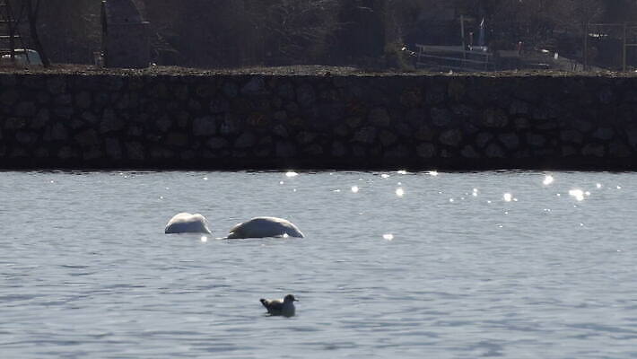 동물 호수 물결 야생동물 컬러 백그라운드 자연 조류 오리 성인 사람없음 야외 옆모습 물 파란색 빛 뷰티 반사 머리 평화 검은색 수중 수영 봄 흰색 연못 우아함 닫기 아래 순수 깃털 싱글 부리 백조 목 내추럴 벙어리 양발 4K MOV 해외동영상 클립영상 자연요소 계절 뷰포인트 컨셉 모션 사람 신체부위 수상스포츠 방향 생태계 위치 동영상 파일형식