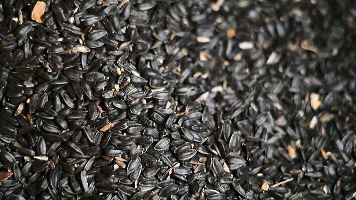 식물 계절 꽃잎 꽃 산업 음식 컬러 백그라운드 잎 꽃무늬 밭 농업 자연 하늘 해바라기 씨앗 풍경 사람없음 야외 초록색 여름 파란색 농작물 햇빛 태양 농장 노란색 머리 정원 맑음 봄 수확 성장 벚꽃 시골 기름 낟알 땅 유기농 꽃가루 내추럴 밭일 4K MP4 해외동영상 클립영상 자연요소 웰빙 무늬 날씨 신체부위 가루 생태계 동영상 파일형식