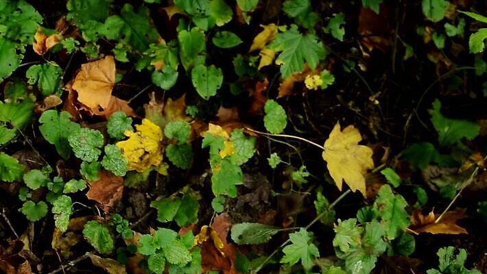 공원 산업 종이 백그라운드 가방 자연 풍경 사람없음 야외 초록색 여름 글로벌 쌓기 환경 손상 환경오염 오염 보호 쓰레기 폐기물 파편 숲 플라스틱 버리기 생태계 먼지 패키지 문제 흙더미 낭비 고물상 생태학 처리 MOV 해외동영상 클립영상 잡화 계절 공공시설 교육 컬러 컨셉 모션 재질 흙 동영상 파일형식 더미