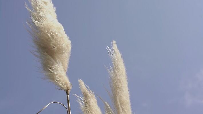 나무 식물 동물 공원 꽃 호수 야생동물 여행 백그라운드 잎 밭 포유류 자연 하늘 산 사람없음 야외 장식 초록색 파란색 빛 태양 갈색 정원 미국 추위 흰색 시골 황무지 깃털 칠레 남쪽 내추럴 전국 페루 4K MOV 해외동영상 클립영상 자연요소 공공시설 컬러 북아메리카 농업 남아메리카 방향 생태계 동영상 파일형식