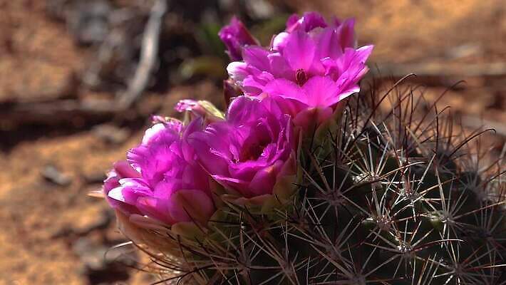 모양 식물 공원 꽃 분홍색 컬러 꽃다발 여행 꽃무늬 자연 산 선인장 건조 국립공원 풍경 사람없음 야외 빨간색 초록색 여름 햇빛 보라색 검은색 미국 사막 벚꽃 바위 부식 사암 내추럴 전국 지질학 4K MP4 해외동영상 클립영상 계절 공공시설 교육 북아메리카 무늬 태양 돌_바위 생태계 동영상 파일형식