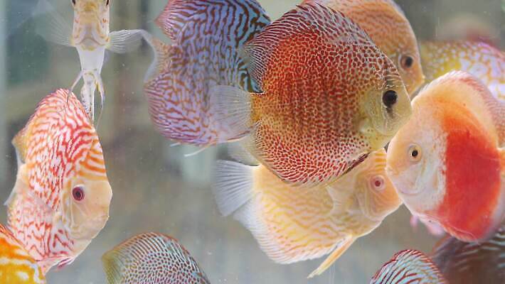 동물 야생동물 컬러 백그라운드 태국 자연 유리 어류 동양인 취미 사람없음 물 반려동물 농장 판매 세일 상점 수중 수영 거품 거래 그룹 시장 닫기 무역 방콕 탱크 수족관 모음 소매 산소 밭일 분양 수경재배 이국적 많음 4K MP4 해외동영상 클립영상 자연요소 산업 아시아 컨셉 농업 모션 재질 부동산 인종 한글 수중동물 수상스포츠 원소 생태계 동영상 파일형식