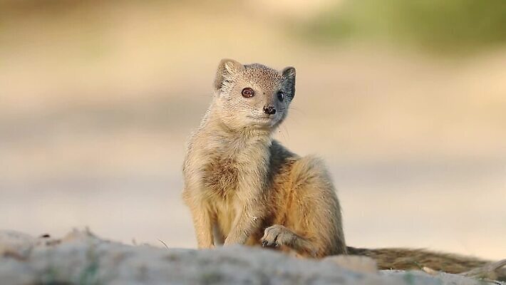 동물 응시 얼굴 야생동물 포유류 모션 아프리카 자연 생물 사람없음 사막 황무지 작음 호기심 클립 귀 육식동물 주둥이 동영상 내추럴 경보 남아프리카 생태학 칼라하리 HD MOV 해외동영상 클립영상 시선 교육 감정 나라 컨셉 신체부위 크기 생태계 파일형식