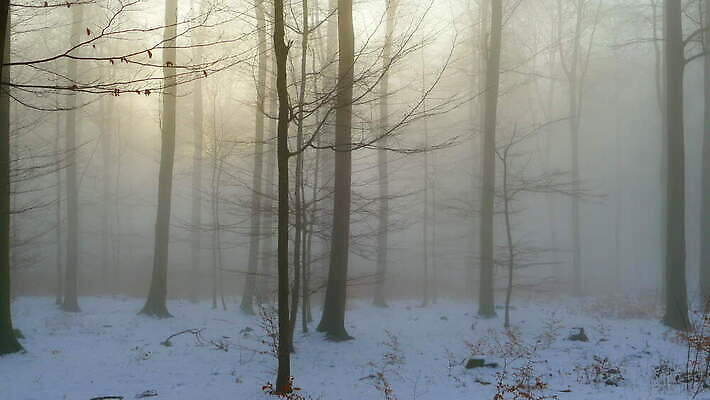 겨울 자연 독일 풍경 사람없음 야외 평화 숲 패닝샷 결석 4K MOV 해외동영상 클립영상 계절 유럽 컨셉 촬영기법 생태계 동영상 파일형식