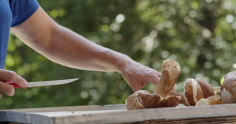 손 여자 음식 사람없음 버섯 신선 그룹 칼 작음 큼 왕 자르기 청소 준비 곰팡이 그물버섯 번 페니 많음 4K MOV 해외동영상 클립영상 빵 컨셉 모션 사람 신체부위 동전 크기 동영상 파일형식