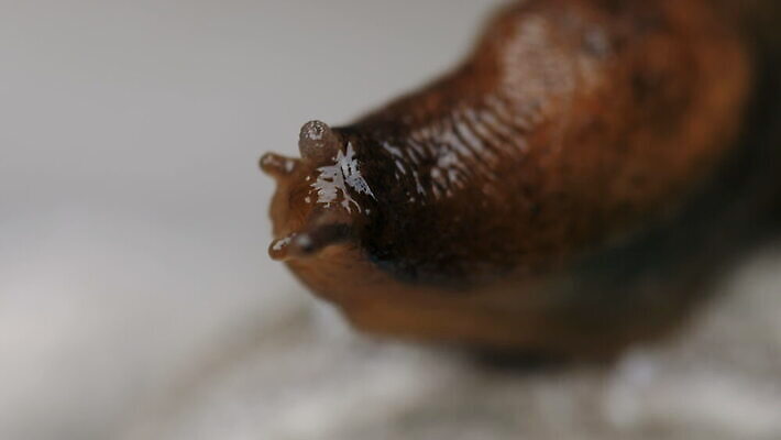 동물 야생동물 백그라운드 자연 생물 연체동물 사람없음 갈색 젖음 껍질 느림 내추럴 기어가기 민달팽이 끈적임 4K MOV 해외동영상 클립영상 컬러 모션 무척추동물 생태계 동영상 파일형식 달팽이_동물