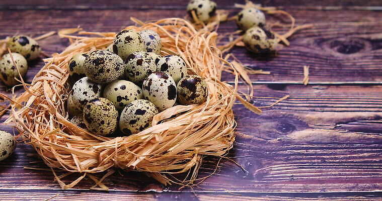 전통 계절 음식 백그라운드 컨셉 다이어트 재료 자연 조류 휴가 부활절 건강 사람없음 목재 컬러풀 갈색 바구니 계란 봄 수확 흰색 시골 신선 점 둥지 아침식사 작음 심볼 유기농 날것 밀짚 내추럴 단백질 메추리 4K MOV 해외동영상 클립영상 나무 동물 웰빙 기념일 컬러 농업 알 식사 짚 크기 생태계 동영상 영양소 파일형식